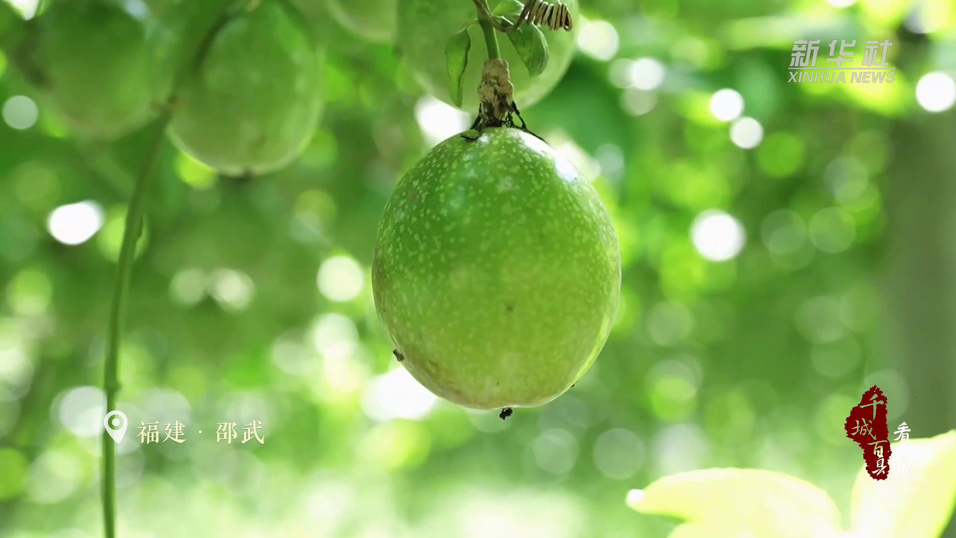 千城百县看中国｜河北南宫：智能植物工厂助力绿色发展