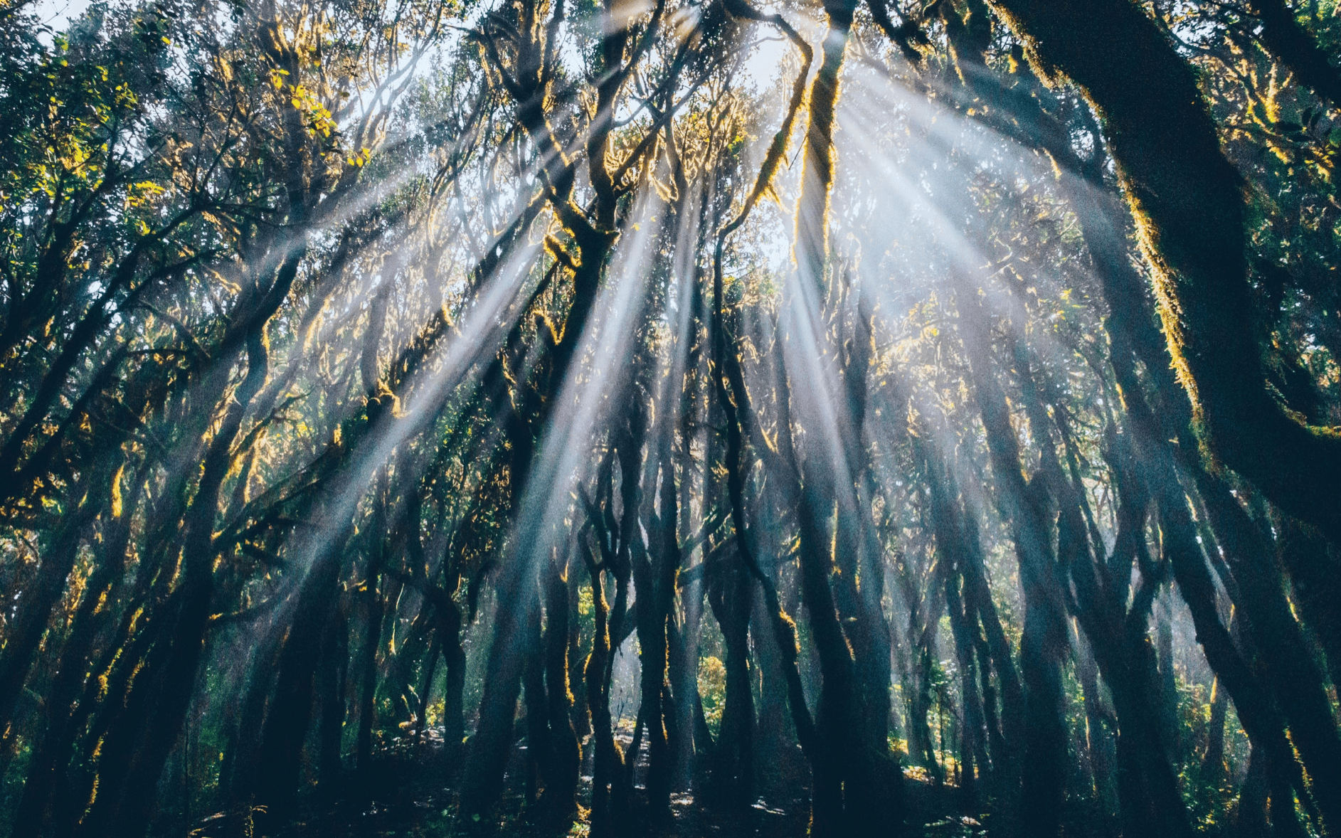 2024年12月14日今日绿沸石最新价格查询