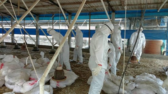 菲发现首例H5N2型高致病性禽流感病例
