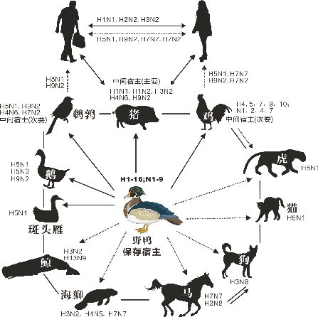 菲发现首例H5N2型高致病性禽流感病例