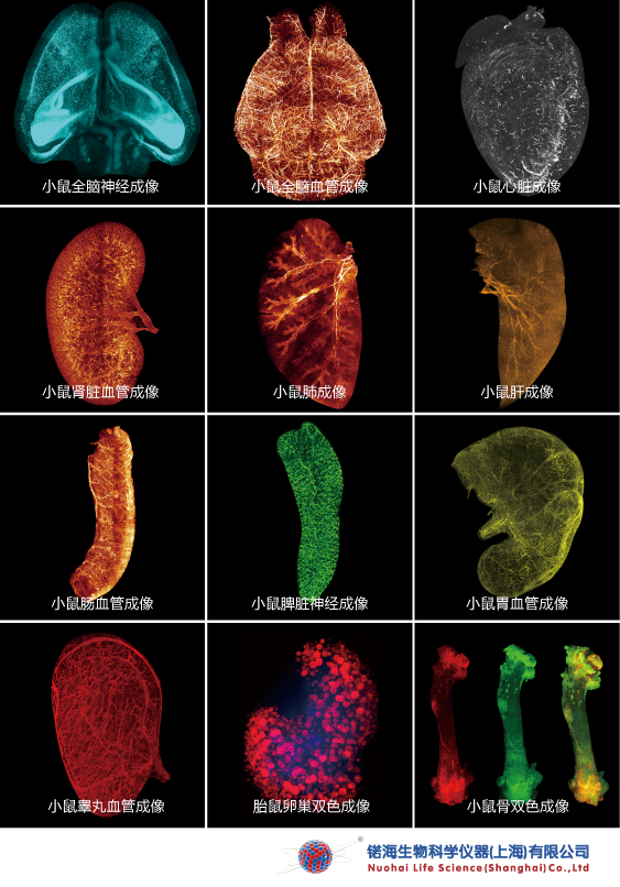 深脑“彩色”成像!中国成功研制多色微型化双光子显微镜
