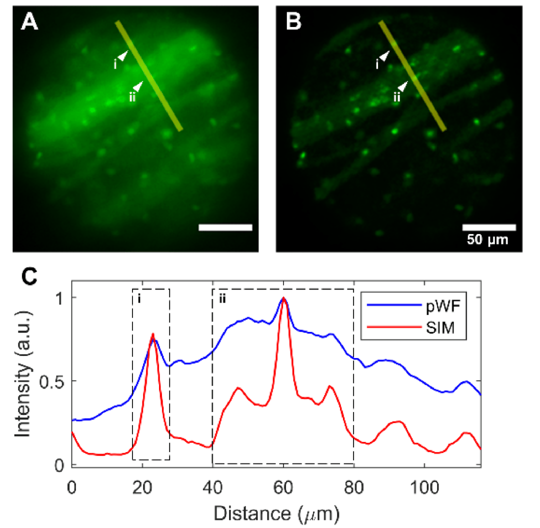 深脑“彩色”成像!中国成功研制多色微型化双光子显微镜