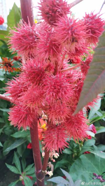 “秦氏花山龙”刷新华南蜥脚类恐龙最早记录