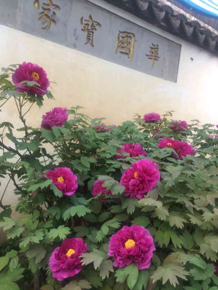 “秦氏花山龙”刷新华南蜥脚类恐龙最早记录