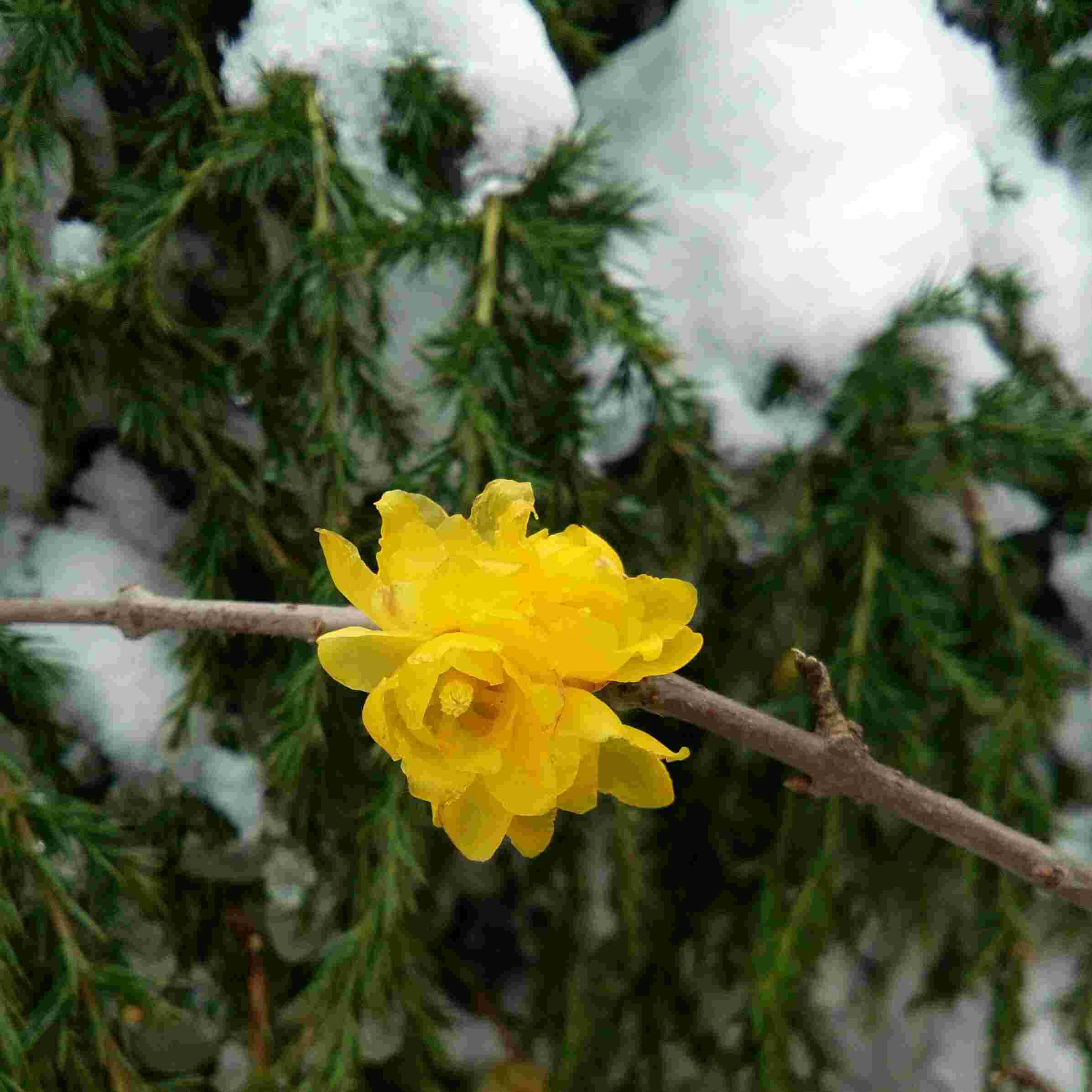 “秦氏花山龙”刷新华南蜥脚类恐龙最早记录