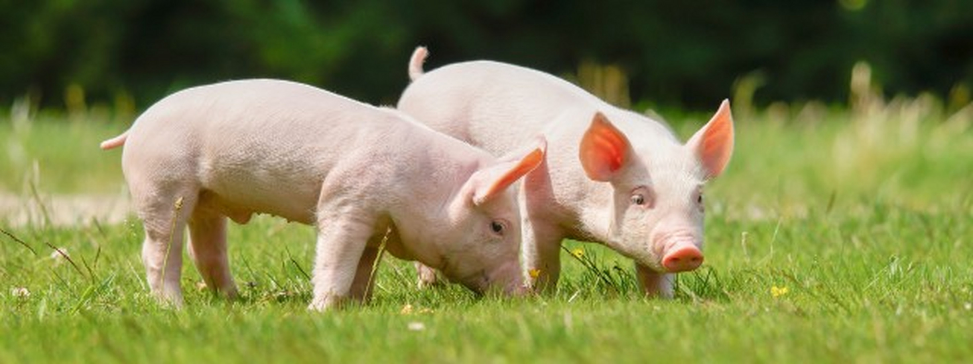 天康生物:拟收购羌都畜牧51%股权 加速推进生猪产业发展