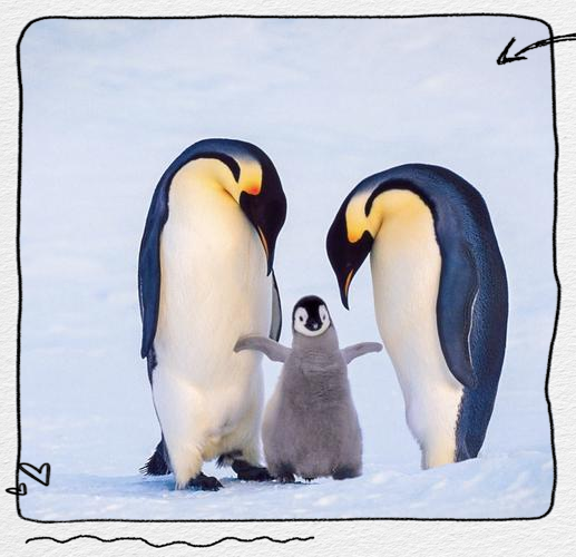 研究:新西兰三种冠企鹅种群生存现状迥异