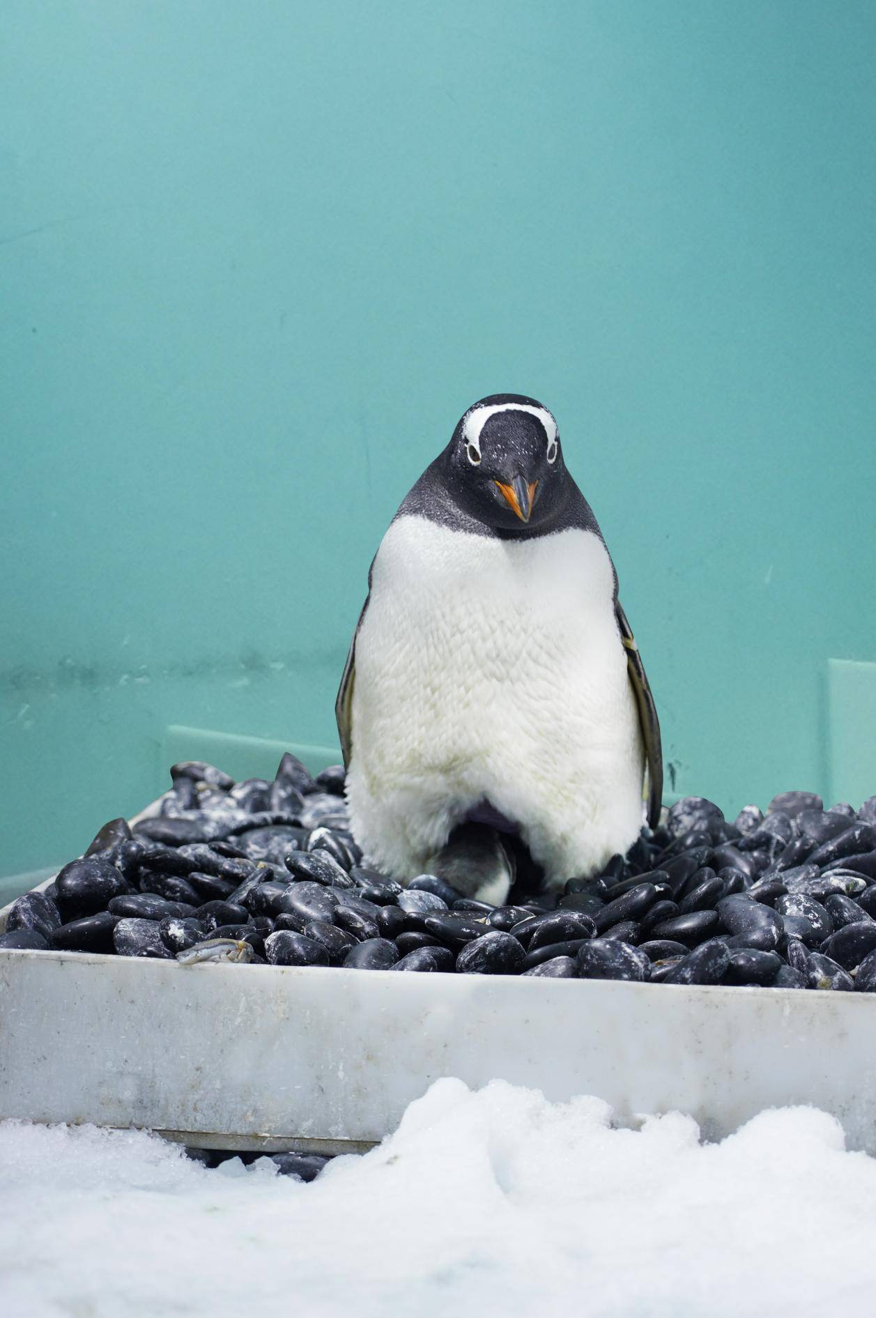 研究:新西兰三种冠企鹅种群生存现状迥异