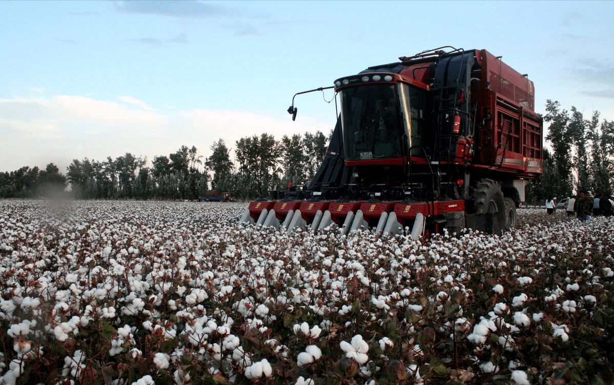 美国保持越南最大棉花供应国