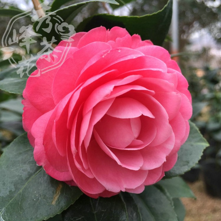 茶花股份：2025年预计实现净利润600万元左右 同比扭亏