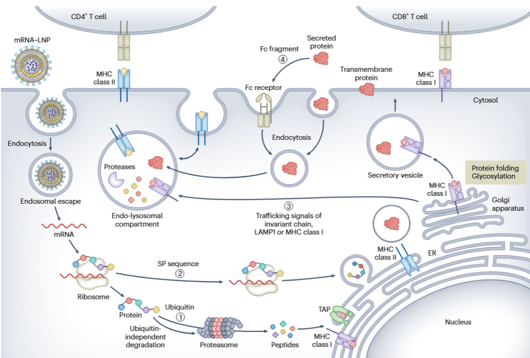 博雅生物：未来将围绕基因治疗、抗体药物等领域开展研究