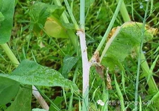 艾力斯获得发明专利授权：“一种吲哚联嘧啶类化合物、其中间体、制备方法及其应用”