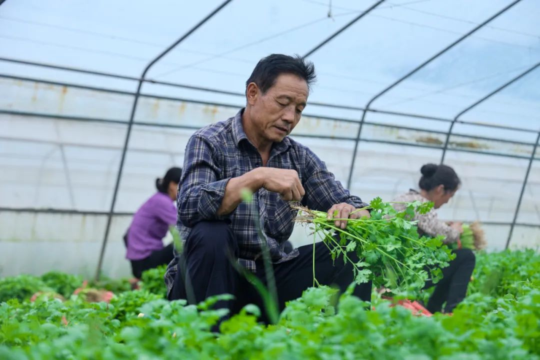小田变大田，保定求解土地适度规模经营新路 | 投资新农人