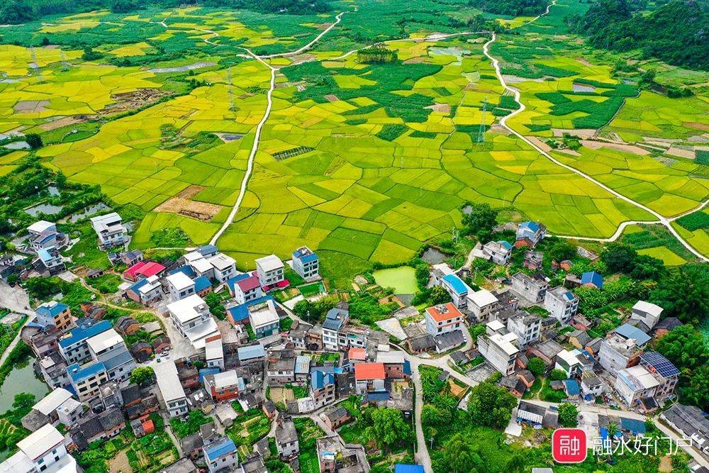 智慧农业勾勒好“丰”景 “良种+良法+良地”打造推动乡村振兴“甜蜜引擎”